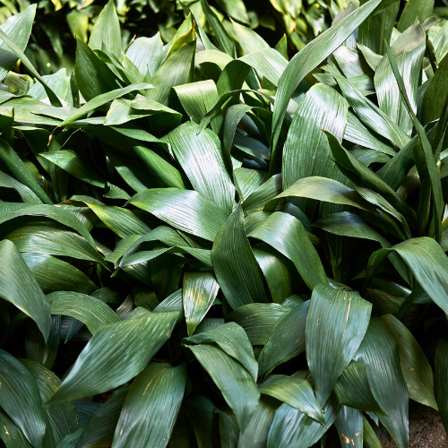 Aspidistra